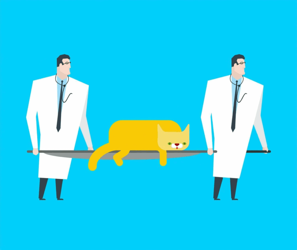 Patient Transfer Stretcher