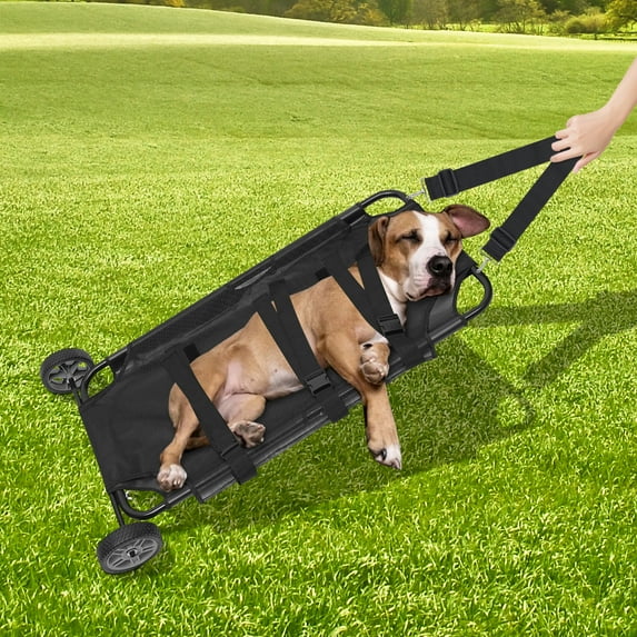 Dog secured on a wheeled pet stretcher being gently pulled across the grass.
