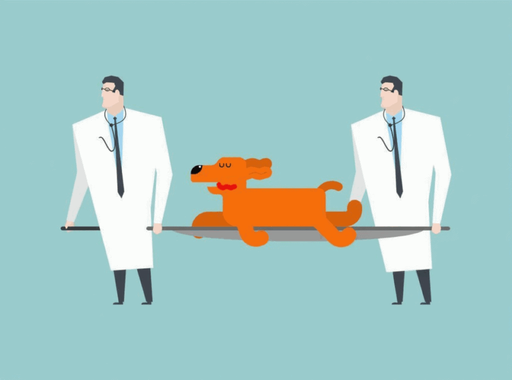 Veterinarians carrying an injured dog on a stretcher.